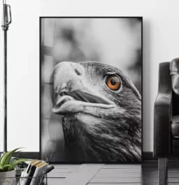Quadro Decorativo Cabeca da Aguia Pb