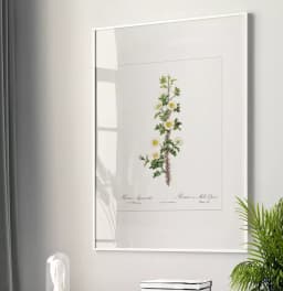 Quadro Decorativo Coleção Botanical Floral Rosa Myriacantha