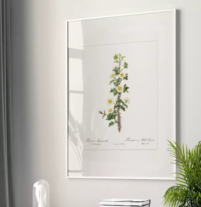 Quadro Decorativo Coleção Botanical Floral Rosa Myriacantha